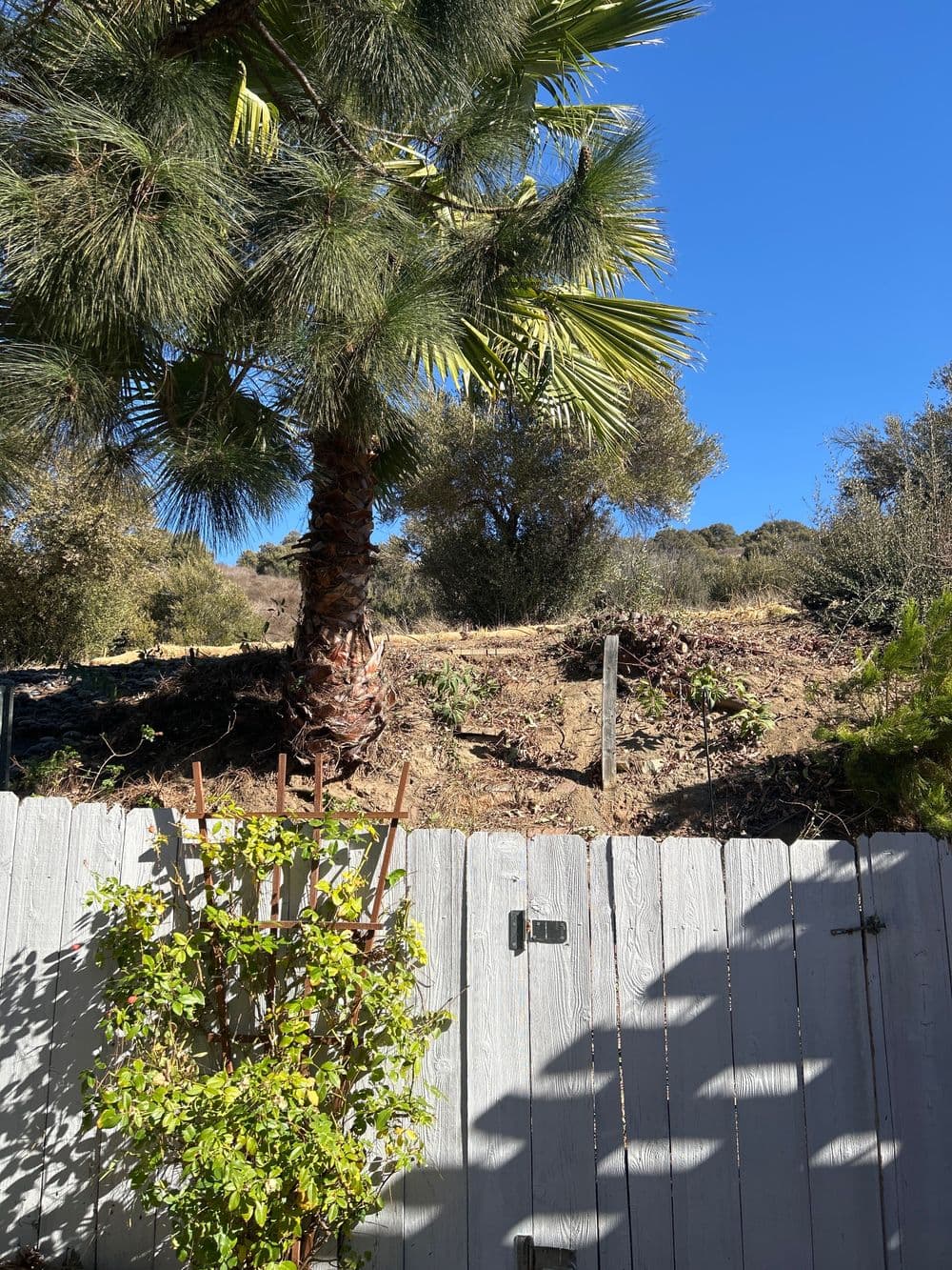 Palm tree and vegetation behind a wooden fence under a clear blue sky.