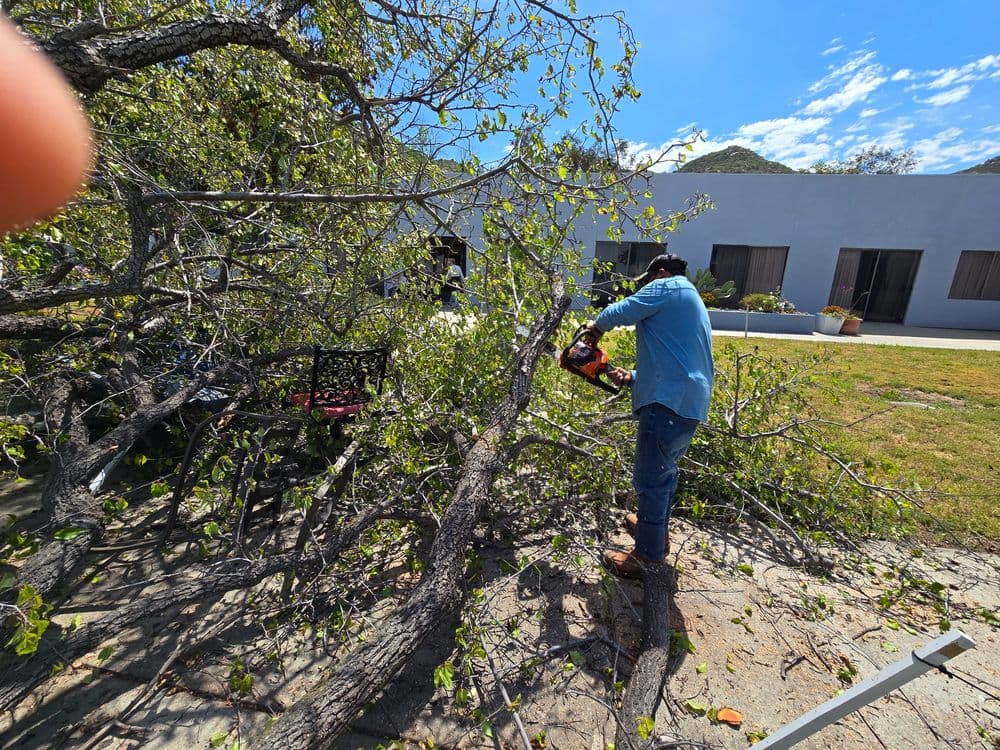 Person using a chainsaw to cut a fallen tree branch in a garden setting.