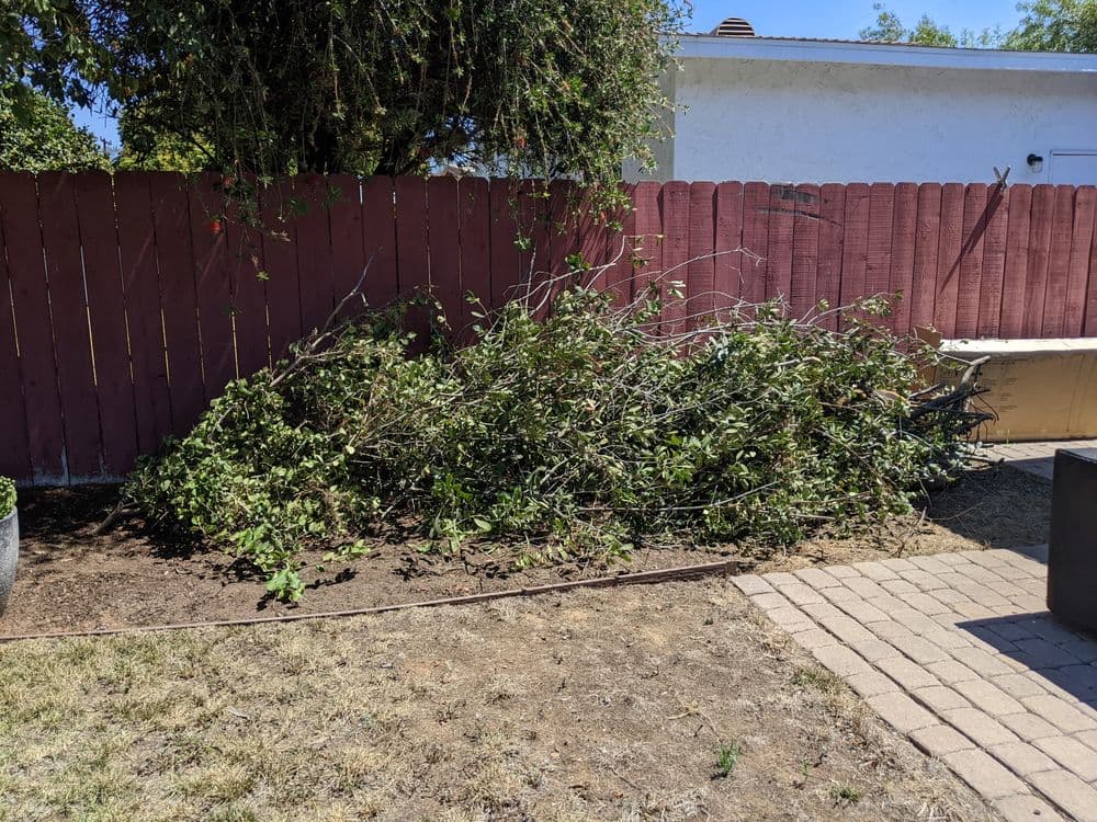 Overgrown branches and foliage piled in a backyard with a wooden fence backdrop.