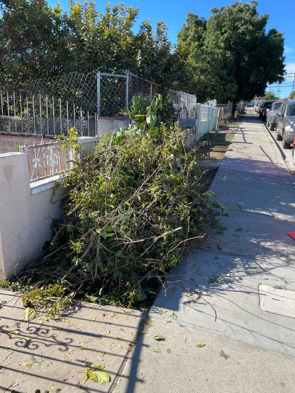Cut branches and green debris piled on a sidewalk next to a residential fence.